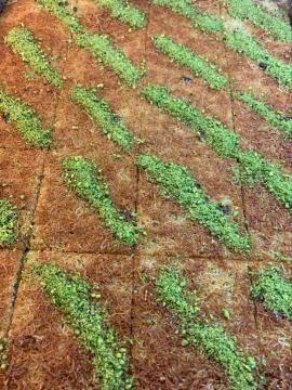 Fıstıklı Kadayıf Kg